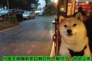 狗狗最新爆料文案短句图片,最新爆料短句图片背后的故事