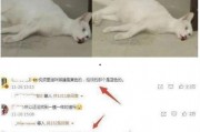 某网友爆料猫咪死亡视频,网友曝光令人痛心的死亡瞬间
